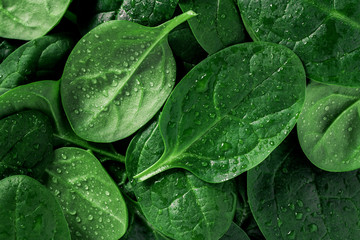 Macro photography of fresh spinach. Concept of organic food. - 188497455