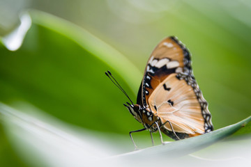 Detail of a butterfly in Butterfly Centre, Zanzibar, Tanzania