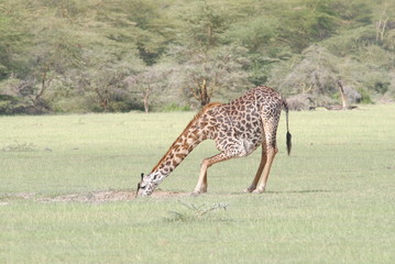 afrique girafe