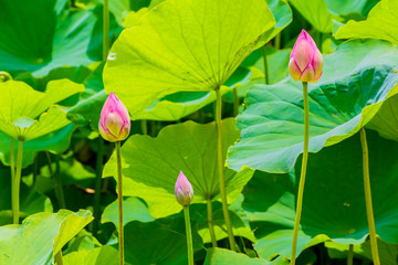 The Lotus Flower bud.Background is the lotus leaf.Shooting location is Yokohama, Kanagawa Prefecture Japan.