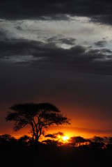 afrique arbre soleil paysage