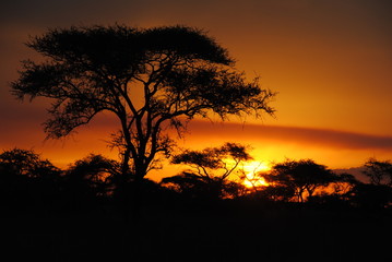 Fototapeta na wymiar afrique arbre soleil paysage