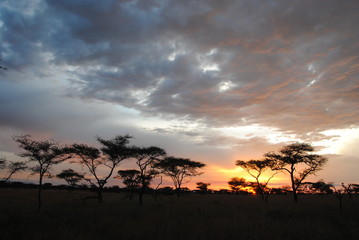 Plakat afrique arbre soleil paysage