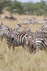 Fototapeta na wymiar afrique zebres troupeau
