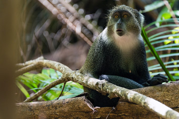 Endangered Zanzibar Red Colobus monkey (Procolobus kirkii), Jozani forest, Zanzibar island, Tanzania