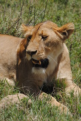 lionne Tanzanie