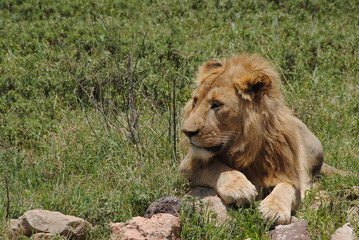Fototapeta na wymiar lion Tanzanie
