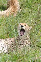 guépard leopard felin animaux Afrique