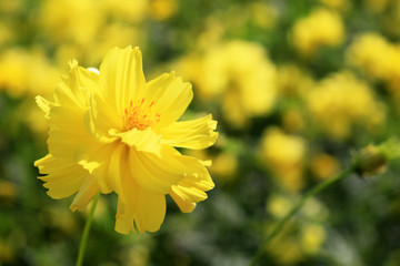 Starship flowers(Mexican Aster, Cosmos bipinnatus Cav.) in garden natural wallpaper. Beautiful yellow flower wallpaper.
