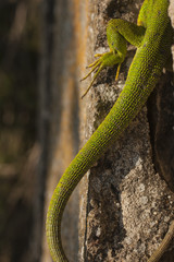 A large, wounded lizard.