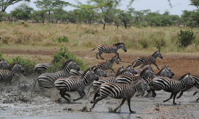 Fototapeta na wymiar Zebres Tanzanie eau troupeau