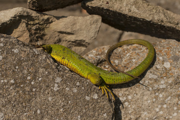A large, wounded lizard.