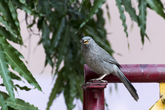 Jungle babbler (Turdoides striata) bird in Nathdwara, Rajasthan, India