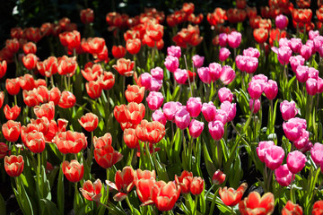 Tulips in the garden at the morning.
