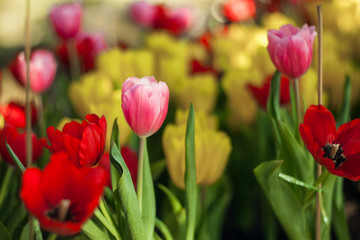 Tulips in the garden at the morning.