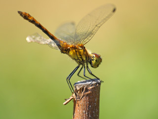 Dragonfly macro