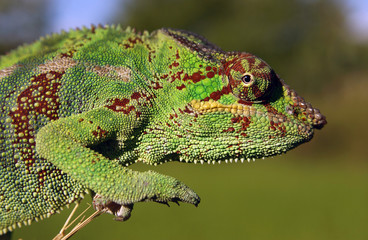Cameleon 