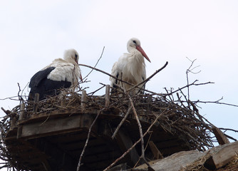 Stork nest on a roof
