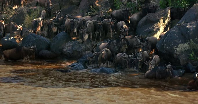 Blue Wildebeest Crossing Mara River; Maasai Mara 8th September 2016; Maasai Mara, Kenya, Africa