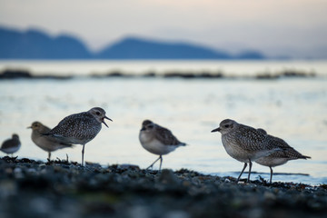 Birds at Port Hardy, Vancouver Island, British Columbia, Canada.