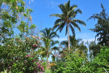 Fototapeta na wymiar tropical garden