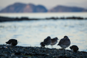 Birds at Port Hardy, Vancouver Island, British Columbia, Canada.