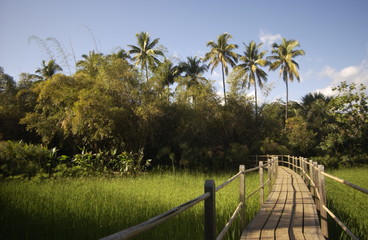 Coco field bridge