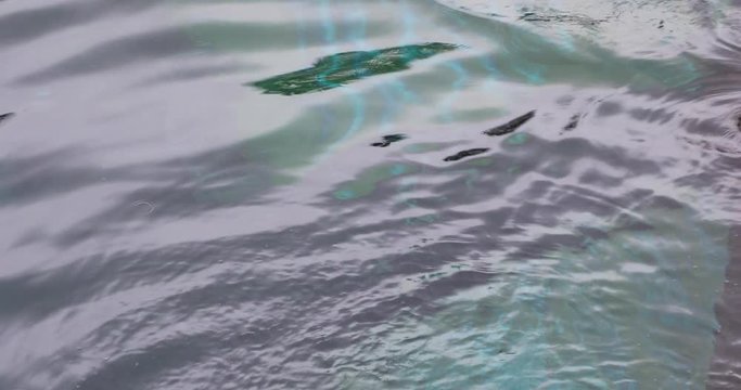 The seal is jumping into the water