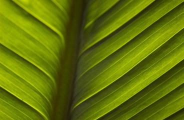 Coco palm 