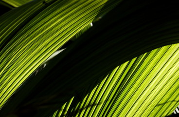 Coco palm