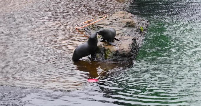 Cute seals are playing on the shore