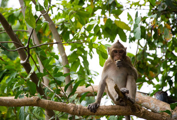 A monkey on the tree