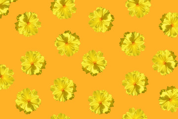 Yellow flower pattern isolated in orange background. Starship flower (Sulfur Cosmos) nature background. Summer fresh tropical flower background.