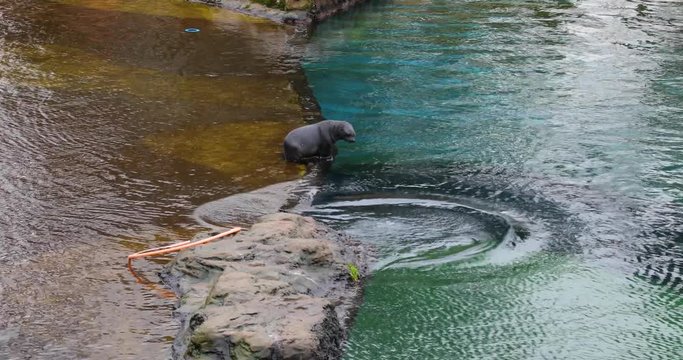 Cute seals are playing on the shore
