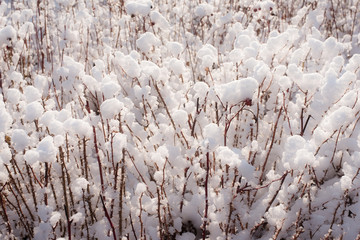 Snowy plant in the park a winter's day