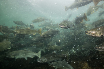Fototapeta na wymiar Underwater Picture in a river of Salmon Spawning. Taken in Chilliwack, East of Vancouver, British Columbia, Canada.