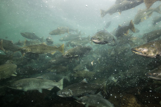 Underwater Picture in a river of Salmon Spawning. Taken in Chilliwack, East of Vancouver, British Columbia, Canada.