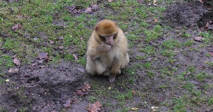 The monkey is looking for food on the grass