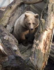 Brown bear in Copenhagen zoo