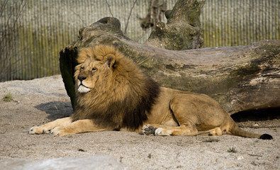 Lion in Copenhagen zoo