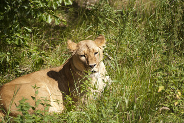 She lions that rests