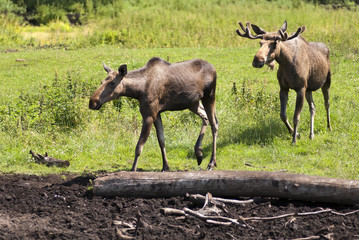 Elk on the way to a water hole