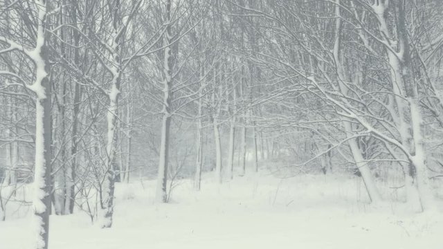 Winter landscape with falling snow. Everything is covered with fresh powder. Intense atmosphere like Nordic detectives. Winter background for Christmas theme. Static day shot.
