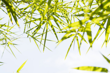 Obraz premium bamboo leaves background