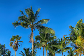 Obraz na płótnie Canvas Tropical beautiful coconut palms against the background of a bright blue sky.
