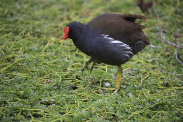 Teichralle (Gallinula chloropus), Teichhuhn, läuft über Gras