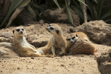 Erdmännchen (Suricata suricatta) Surikate oder Scharrtier
