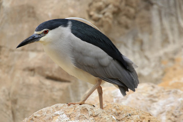 Nachtreiher (Nycticorax nycticorax) 