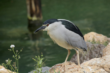 Nachtreiher (Nycticorax nycticorax)