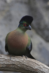 Glanzhaubenturako (Tauraco porphyreolophus), Südliches Afrika